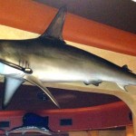 Hammerheads bar & grille (16)