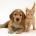 San Carlos Pet Adoption Center